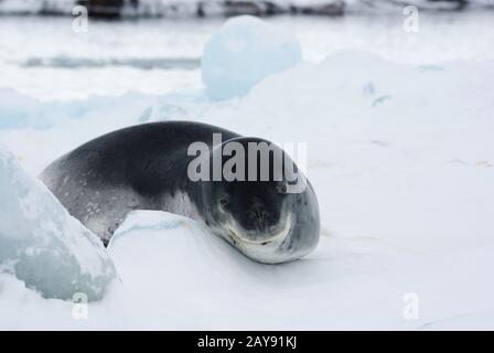 Sea Leopard, liegt auf einer Eisscholle und legt seinen Kopf auf den Rand in den Gewässern der Antarktis Stockfoto