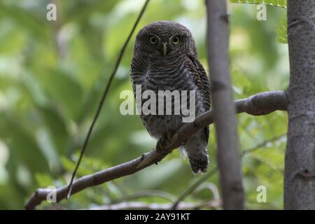 Dschungel owlet, der auf einem Baum im Wald Häufig sitzt auf einem winterlichen Bewölkter Tag Stockfoto