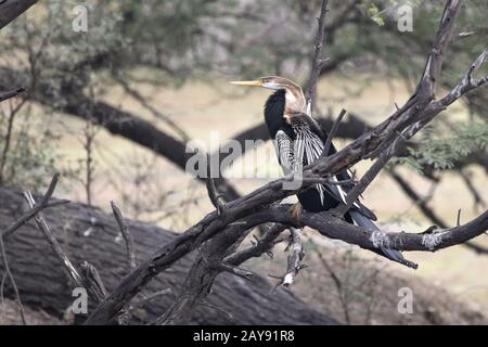 Männliche Oriental darter, die auf einer trockenen Zweig eines Baumes im Wasser sitzt Stockfoto