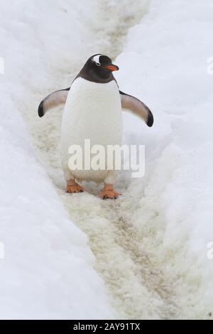 Gentoo Pinguin, auf den Spuren im Schnee von Pinguinen mit Füßen steht Stockfoto