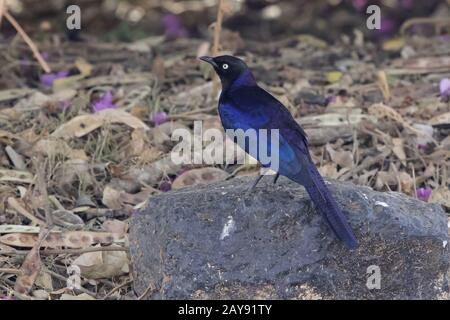 Ruppelles lange - Starling, die auf einem Felsen auf dem Boden im Schatten der Sträucher sitzt tailed Stockfoto