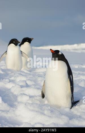 Gentoo Pinguin stehend in den Schnee und die nächsten zwei Adelie Pinguine im Winter Stockfoto