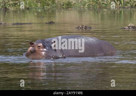 Nilpferd, das sich im Wasser auf die Untiefen des Nil in der trockenen Jahreszeit steht Stockfoto