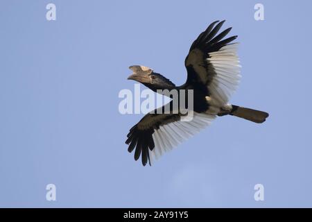 Schwarz/Weiß-casqued Hornbill, über den Wald in den blauen Himmel über Afrika fliegt Stockfoto