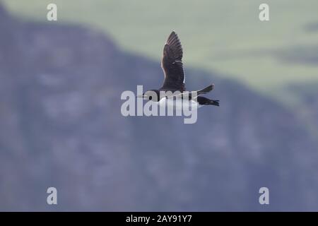 Brunnichs Guillemot, die vor dem Hintergrund der felsigen Küste fliegt Stockfoto