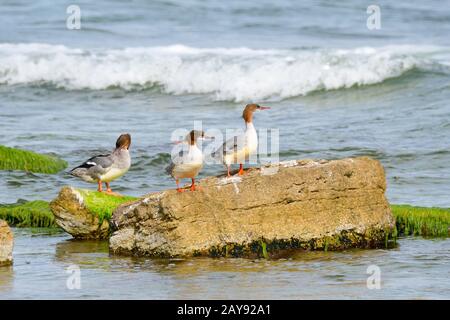 Gaensaeger im Herbst Stockfoto