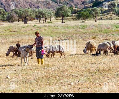 Hirte mit seinen weidenden Schafen und Ziegen auf einem Feld im Dorf Lefka, Zypern Stockfoto