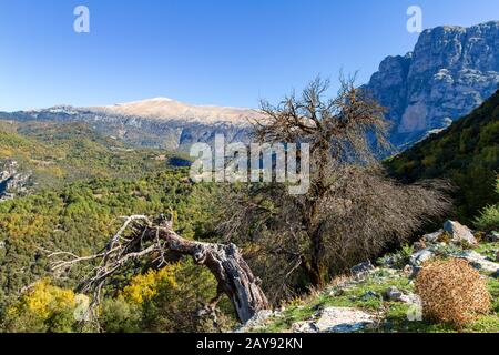 Karge Bäume und Vikos-Schlucht, Zagorochoria, Epirus, Griechenland Stockfoto