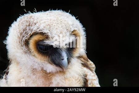 Eulenvogel vor schwarzem Hintergrund dicht oben im Gesicht Stockfoto