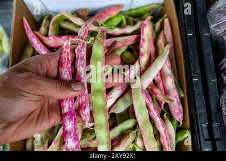 Man hebt drei frische Bohnenschoten aus einem Kartonbehälter auf dem Lebensmittelmarkt. Viele andere Pods im leicht verschwommenen Hintergrund Stockfoto