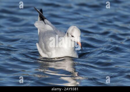 Lachmöwe (Larus Ridibundus) Stockfoto