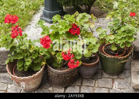 Keramik Töpfe mit roten Geranien auf dem Stein Pflasterung closeup im Garten im Innenhof Stockfoto