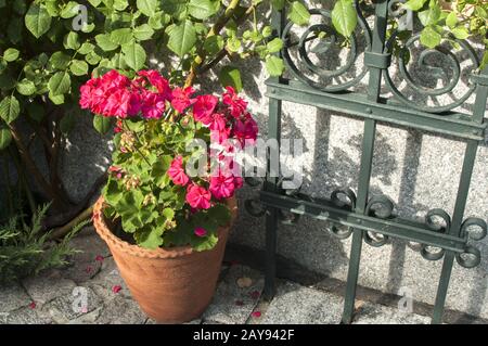 Keramiktopf aus rotem Geranium auf überwucherten grünen Hauswänden Stockfoto
