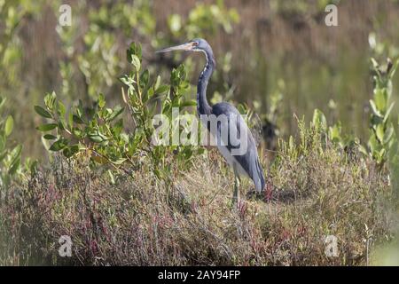 Dreifarbige Heron steht unter dem Gras und Büsche in der Mitte einer Trocknung See Stockfoto