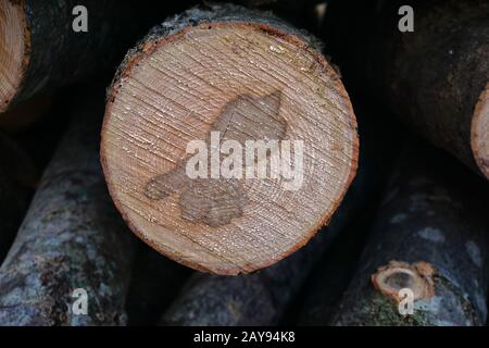 Baumgrube, aus Eschenbaum, Stockfoto