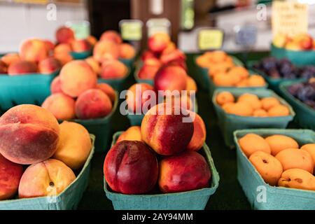 Schließen Sie die übersichtlichen grünen Pappkartons mit leuchtend roten und orangefarbenen Pfirsichen. Frisches Plumpffruit auf dem lokalen Markt erhältlich. Selektiver Fokus. Stockfoto