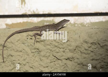 Brown anole, die an der Wand des Gebäudes auf einem hellen, sonnigen Tag sitzt Stockfoto