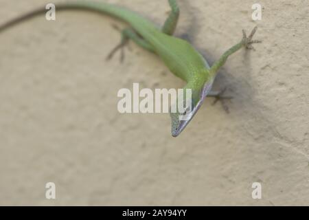 Kubanische green anole, das im Schatten an der Wand des Gebäudes befindet sich an einem sonnigen Tag Stockfoto