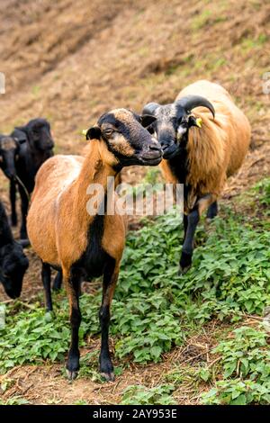 Zwei Kamerun Schafe (männlich und weiblich) stehen nebeneinander in der Weide Stockfoto