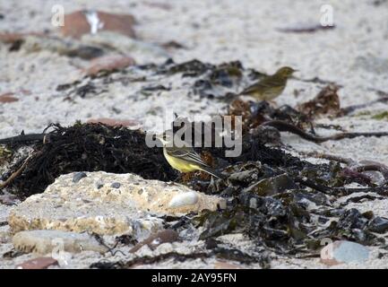 Western Yello Wagtail, Helgoland, Schleswig-Holstein, Deutschland Stockfoto