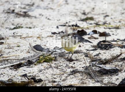 Western Yello Wagtail, Helgoland, Schleswig-Holstein, Deutschland Stockfoto