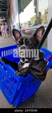 Süßer französischer Bulldog im Warenkorb auf der Straße von Melbourne City, Australien Stockfoto