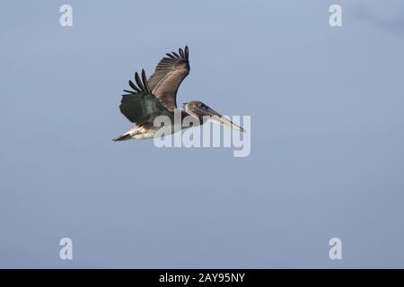 Junge Braune Pelikane, die über den Ozean an einem sonnigen Tag fliegt Stockfoto