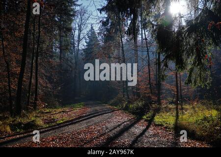 Lichtstimmung in den Wald Stockfoto