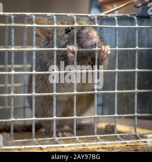 Kleine Maus sitzt in einem Draht trap gegen Hintergrund verschwommen eingeschlossen Stockfoto