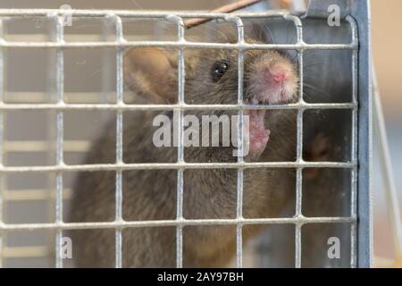 Kleine Maus sitzt in einem Draht trap gegen Hintergrund verschwommen eingeschlossen Stockfoto