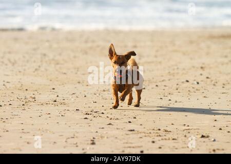 Kleiner Hund laufen und spielen am Strand. Stockfoto