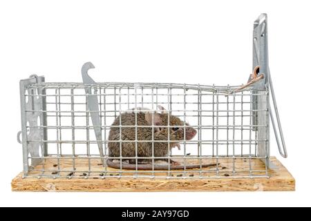 Kleine Maus sitzt in einem Draht trap gegen verschwommenen Hintergrund isoliert auf weißem eingeschlossen Stockfoto