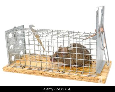 Kleine Maus sitzt in einem Draht trap gegen verschwommenen Hintergrund isoliert auf weißem eingeschlossen Stockfoto