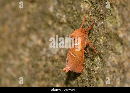 Sorrel Root Bohrer Stockfoto