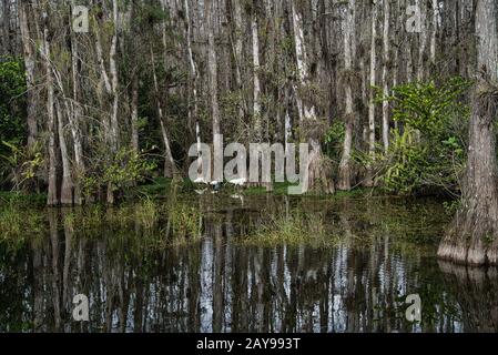 Reiher und Mangroven auf einem Wasser in den Florida Everglades Stockfoto