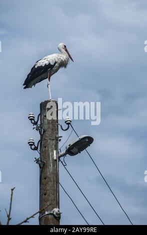 Weißstorch auf alten Strommast bei bewölktem Himmel blauer Himmel thront Stockfoto