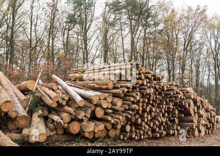 Waldbäume werden nach Forstarbeiten aufnahmebereit gelagert Stockfoto