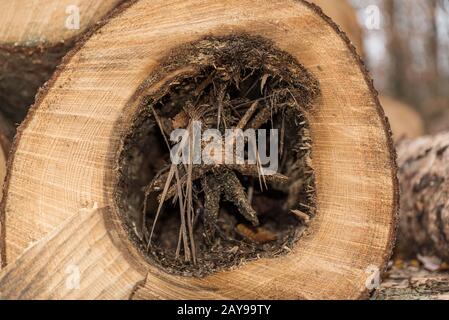 Baum mit verfaultem Kern und Jahresringen - Nahaufnahme Stockfoto