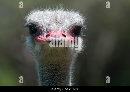 Nahaufnahme eines Strauchs auf der Cape Point Ostrich Farm auf der Kap-Halbinsel in der Nähe von Kapstadt, Südafrika. Stockfoto