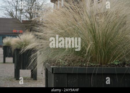 In den Holzblumenkästen wächst dekoratives gebogenes Gras. Die Ziergrüns der Stadt werden im Winter bis in die Frühlingssaison gestaltet. Nahaufnahme und Unschärfe Stockfoto