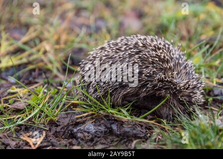 Im Winterschlaf kräuselte sich ein kleiner Igel auf - Nahküb Stockfoto