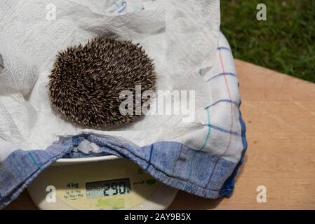 Nahaufnahme Igel auf waage - bedrohter Igel ohne Winterspeck Stockfoto