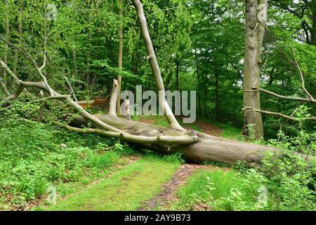 Buche vom Sturm gefällt Stockfoto