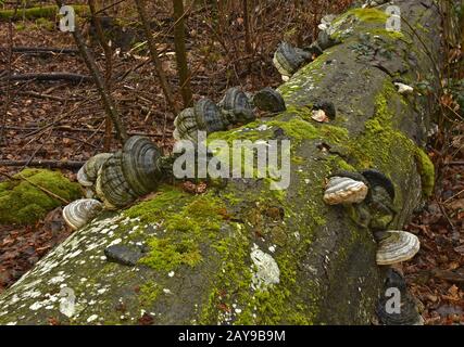 Pferdepilz, Weißpilz, Stockfoto