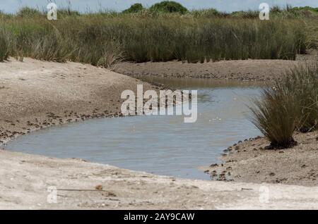 Große Menge an Krebsen am Ufer des Wassers in einer Flussmünde, Neohelice, Chasmgnatus granulata und Fiddler-Krabben, Uca uruguayensis; in Punta Rasa, Provin Stockfoto