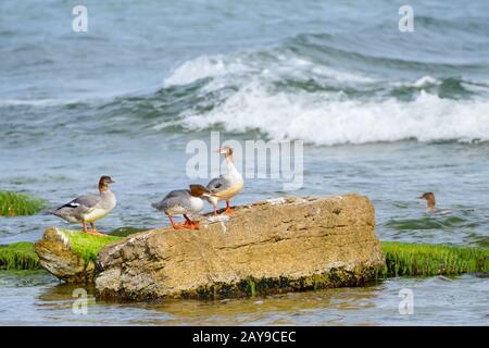 Gaensaeger im Herbst Stockfoto