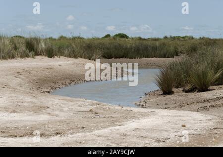 Große Menge an Krebsen am Ufer des Wassers in einer Flussmünde, Neohelice, Chasmgnatus granulata und Fiddler-Krabben, Uca uruguayensis; in Punta Rasa, Provin Stockfoto