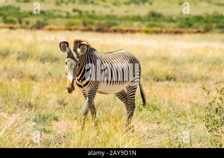 Isoliertes Zebrawandern in der Savanne des Samburu Park Stockfoto