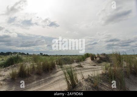 Küstendünen in Punta Rasa, mit nativer Grasvegetation, Sporobolus coarctata und Panicum racemosum. Provinz Buenos Aires, Argentinien. Stockfoto