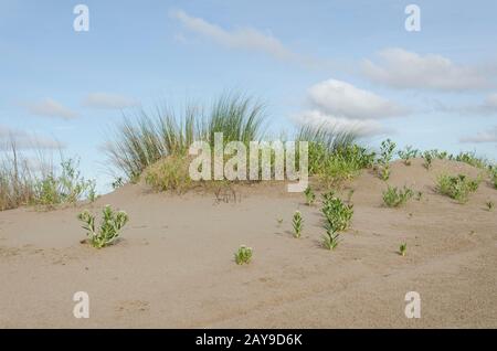 Küstendünen in Punta Rasa, mit endemischer Vegetation: Calycera crassifolia. Provinz Buenos Aires, Argentinien. Stockfoto